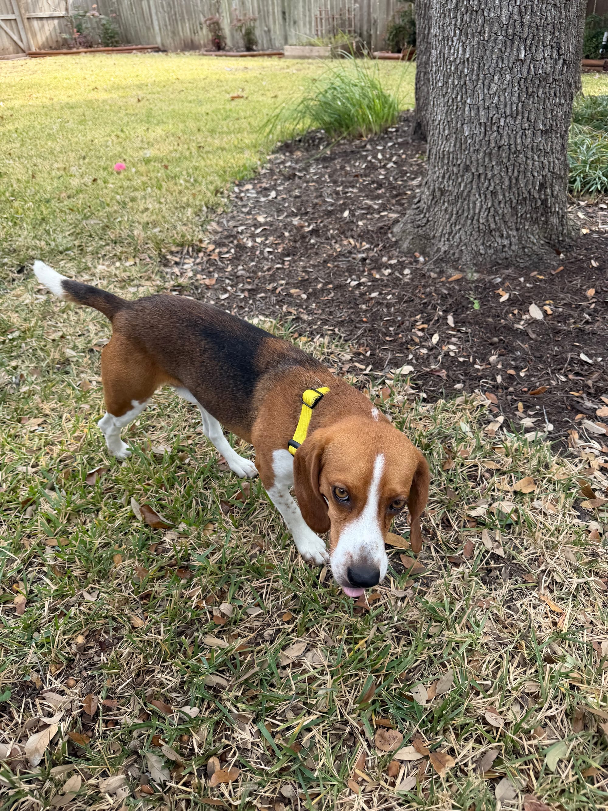Fi Series 3+ GPS Dog Collar Review: Four Months with My Beagle